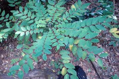 Phyllanthus megacarpus